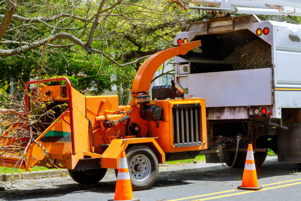 Best Fruit Tree Pruning  in Roslyn, NY