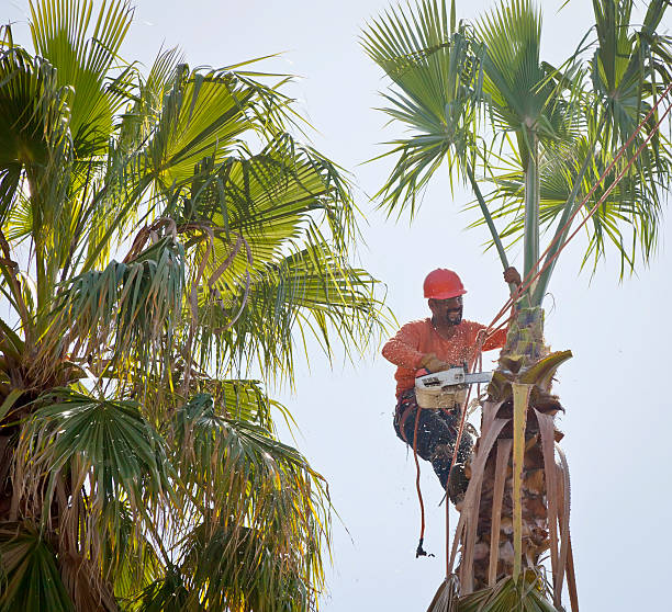 Roslyn, NY Tree Care Services Company